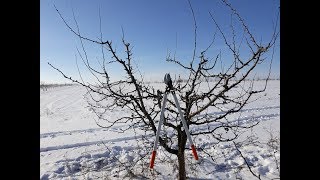 Curatarea pomilor de prun  taieri la prun II [upl. by Hola]