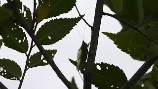 Black Legged Meadow Katydid call [upl. by Arymas]