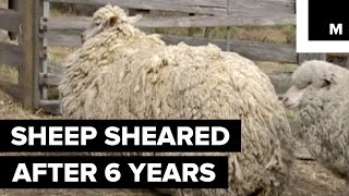 Sheep Finally Sheared After 6 Years of Being Lost in the Wilderness [upl. by Edyaw]