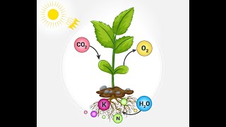 Essential Mineral Elements Part 1 [upl. by Jefferson]