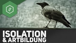 Isolation amp Artbildung  Evolutionsfaktoren 5 [upl. by Rianna]