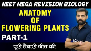 Anatomy of Flowering Plants Part1 Class 11 Biology NEET Mega Revision [upl. by Adnahsar]