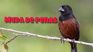 Dicas para muda de penas de curió [upl. by Ttihw698]