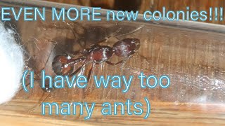 EVEN MORE new colonies I have way too many ants [upl. by Oberstone641]