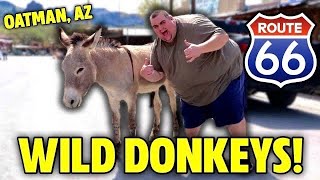 Road Trip Through Arizona’s Donkey Town [upl. by Iram393]