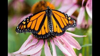 Élevage du papillon monarque Monarch butterfly farming [upl. by Dwyer]