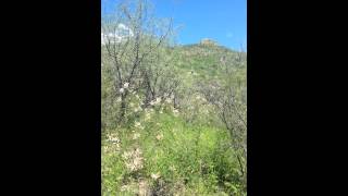 Calling Blackcapped Gnatcatcher at California Gulch [upl. by Knarf774]