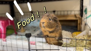 When I prepare vegetables for the guinea pigs they squeal happily [upl. by Denney]