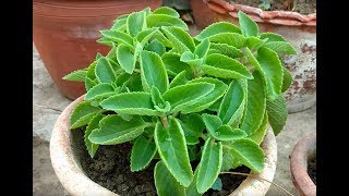 How to grow and take care of Ajwain Leaves Plant  Easiest way [upl. by Nyl141]