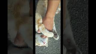 Skittle getting petted cat catvideos [upl. by Ellenuahs265]