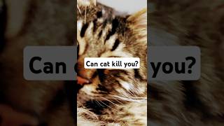 how many people die from cat every year cats facts [upl. by Northrop]