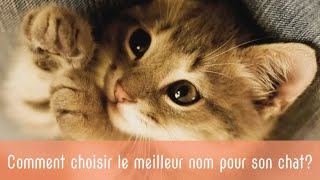 Comment choisir le meilleur nom pour son chat [upl. by Nahij]