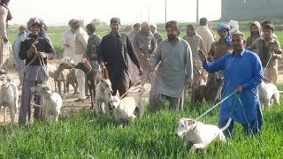 Shakar Hi Shakar in Attock [upl. by Namien812]