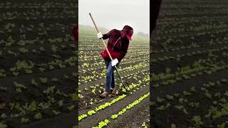 Super Technique for Thinning Vegetables in Raised Beds satisfying HappyFarm85 [upl. by Ebert418]