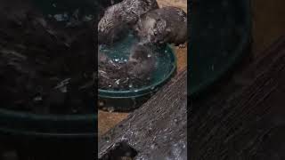 Adorable Little Otters Playing in the Water babyanimal cuteanimal conservationnature [upl. by Hannahsohs865]