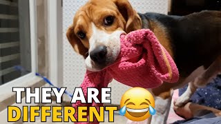 6 Ways Beagles are Different from Other Dogs [upl. by Beatty]