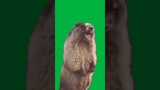 Screaming Gopher Green Screen [upl. by Heyes]