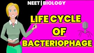 life cycle of bacteriophage lytic cycle  lysogenic cycle  Educational info [upl. by Shela145]