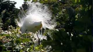 Snowy Egret [upl. by Meli]