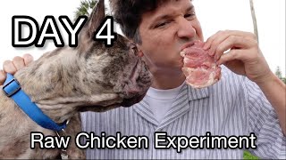 Day 4 Raw Chicken Experiment [upl. by Lyrehc]