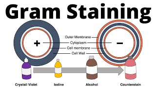 GRAM STAINING  Bacterial Staining Technique  Microbiology  Vivek Srinivas  Bacteriology [upl. by Nemrak]