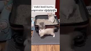 Valizi kedi kumu yapmışlar 😻😂 catlovers kedi köpek kedikumu 🎥mail [upl. by Nela]