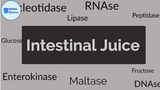 Intestinal Juice  Gastric Physiology [upl. by Kcirederf270]