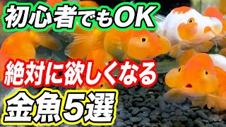 【初心者でも飼える】プロがオススメする人気の金魚5選！飼育の管理方法も解説【アクアリウム】 [upl. by Tansey]