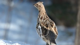 Gélinotte huppée  Ruffed Grouse [upl. by Nerha]