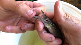 RARE TOOTHED MYSTERY MINNOW BITES [upl. by Ecilef]