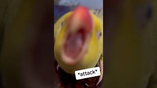 Beaker to the rescue grumpy talkingparrot talkingbird cuteanimals funnyanimals [upl. by Akined]