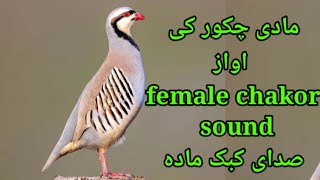 Chakor sound female صدای کبک مادہ براے شکاری Keklik sesi desi [upl. by Huberty]