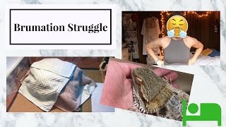 My Brumation Experience so far  Bearded Dragon [upl. by Ahsil175]