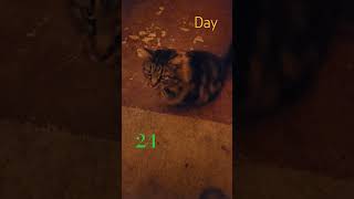 Petting my cat  day 24 catbehavior funny [upl. by Yank475]