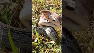 ATTACK BY A RATSNAKE shorts snakes attack [upl. by Esilec56]