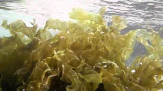 Nori Porphyra underwater at Silverstrand Galway Bay [upl. by Kola]