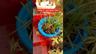 खून बढ़ाने वाले बीजmalabarspinach seedsgardening [upl. by Sema]