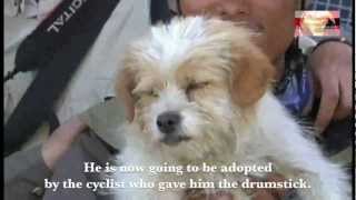 The Epic Journey of Xiao Sa The Homeless Stray Dog who Beat 300 Cyclists in China [upl. by Adabel]