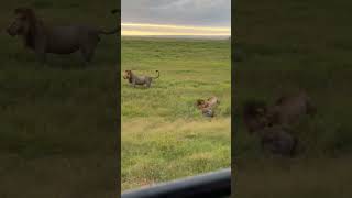 Lion killing Hyena amboseli national park natgeowild thehyena 4k shortsvideo natgeoindia [upl. by Raab111]