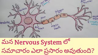 Structure of Nerve cell  Neuron Structure and Function  How does Nerve Cell work [upl. by Gilberto]