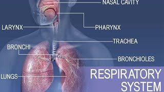 Anatomy and physiology of Respiratory system [upl. by Ware439]