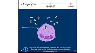 La phagocytose animation Biologie en Flash [upl. by Loralyn]