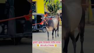 Bharat3006 king👑viralvideo shorts shortvideo video likes [upl. by Leidag618]