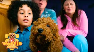 Waffle The Wonder Dog Compilation For Kids  Fun Shows For Children  WildBrain Zigzag [upl. by Omissam882]