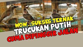 WOWSUKSES TERNAK TRUCUKAN PUTIH CUMA DI PINGGIR JALAN [upl. by Eiboh]