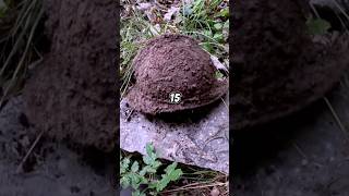 Elmetto Adrian trovato con il metaldetector ww1 metaldetecting antiquariato relic ww2 cimeli [upl. by Otrevire]