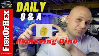 Why You Have Dinoflagellates amp How To Remove Them  Daily QampA [upl. by Clementas]