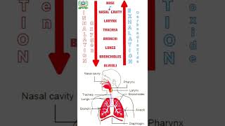 Inhalation and Exhalation Process Respiratory system [upl. by Valerlan]