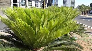 Cycas revoluta também conhecida como palmeira cica mas não é uma palmeira [upl. by Anisamot]