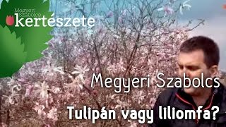 Tulipánfa vagy liliomfa  Megyeri Szabolcs Kertészete [upl. by Ahsirat]